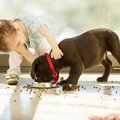 Puppycursus? Waarom geen kindercursus!